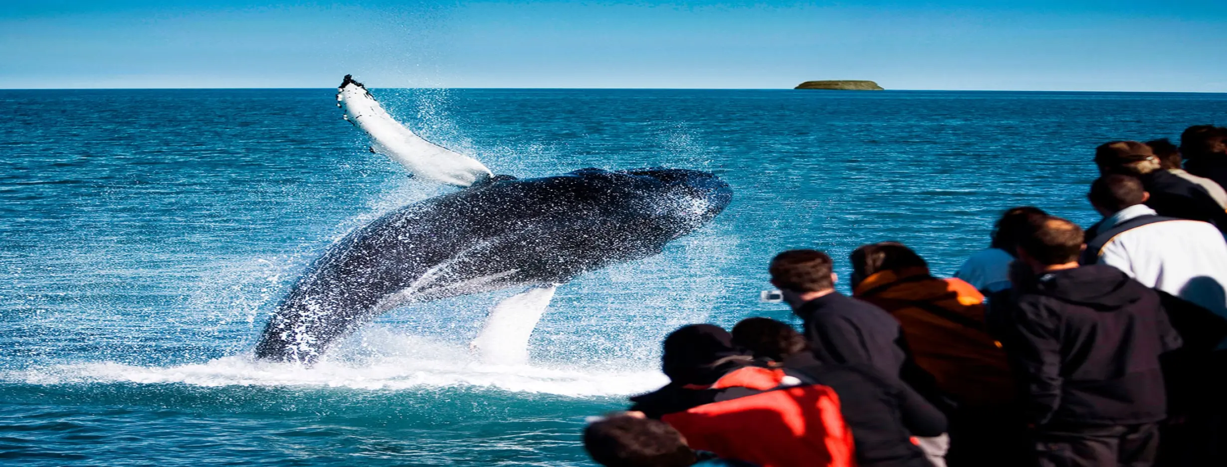 Image for Whale Watching